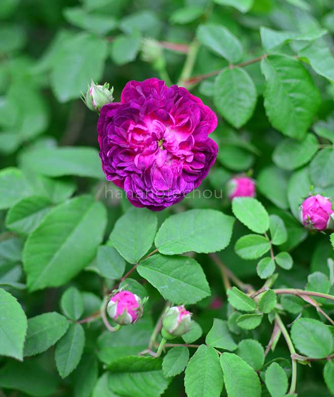 バラ ヒッポリテ｜花の手帖の薔薇図鑑