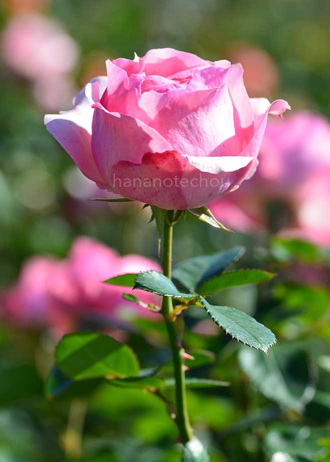 バラ ヒストリー｜花の手帖の薔薇図鑑