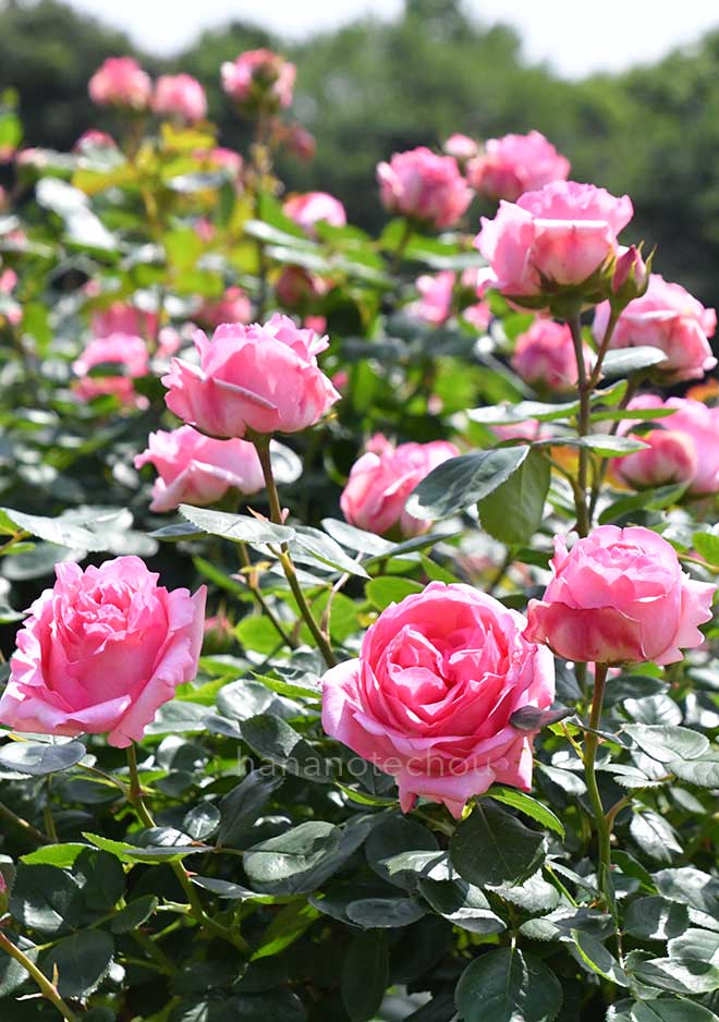 バラ ヒストリー｜花の手帖の薔薇図鑑