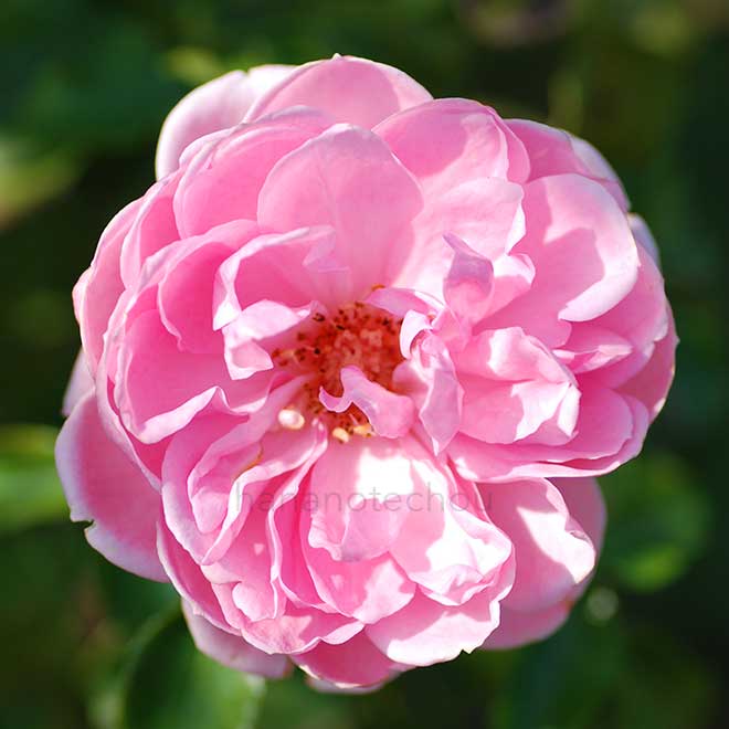 バラ ホーム & ガーデン｜花の手帖の薔薇図鑑