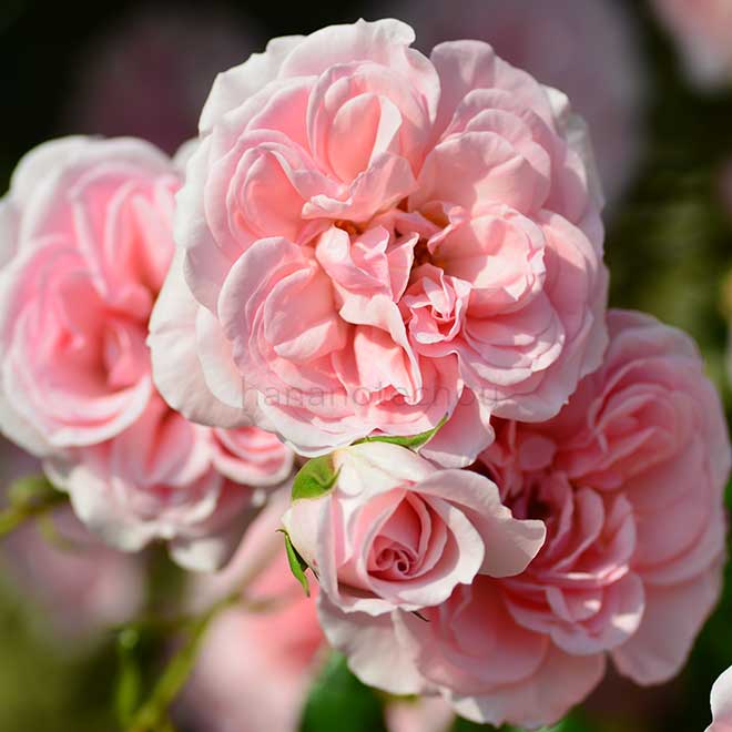 バラ ホーム & ガーデン｜花の手帖の薔薇図鑑