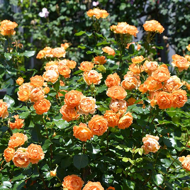 バラ ハニー キャラメル｜花の手帖の薔薇図鑑