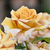 バラ ハニーディジョン｜花の手帖の薔薇図鑑