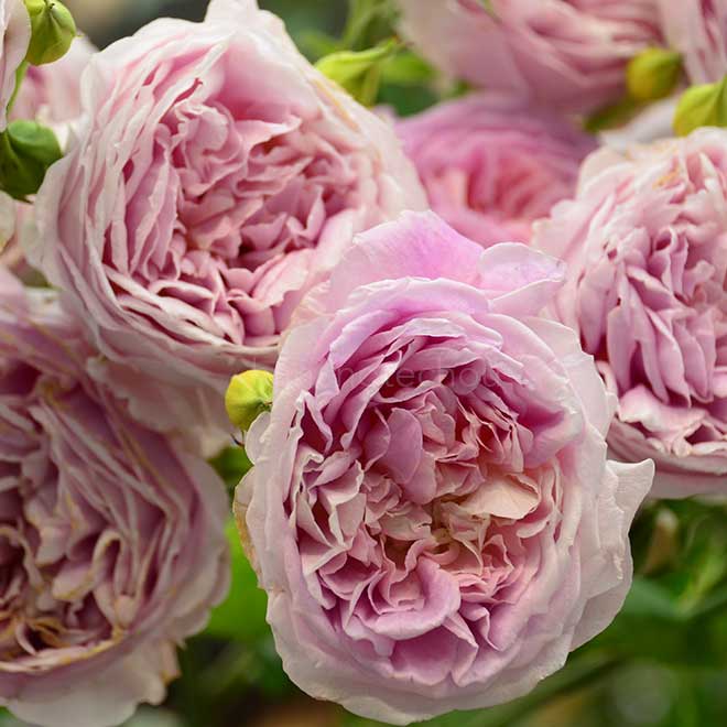 バラ ホーラ｜花の手帖の薔薇図鑑