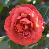 バラ ホット チョコレート｜花の手帖の薔薇図鑑