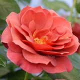 バラ ホットココア｜花の手帖の薔薇図鑑