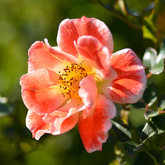 バラ ホットファイヤー｜花の手帖の薔薇図鑑