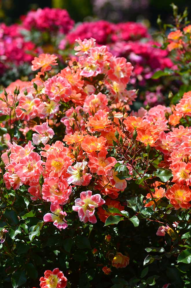 バラ ホットファイヤー｜花の手帖の薔薇図鑑