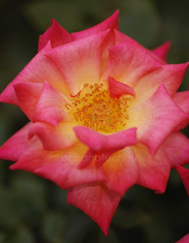 バラ ホット タマル｜花の手帖の薔薇図鑑