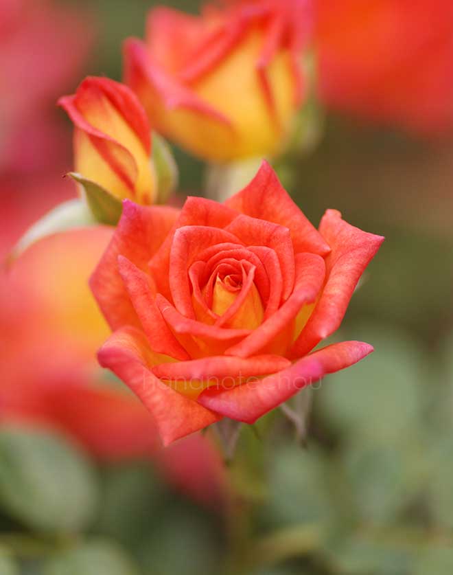 バラ ホット タマル｜花の手帖の薔薇図鑑