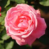 バラ ピース｜花の手帖の薔薇図鑑