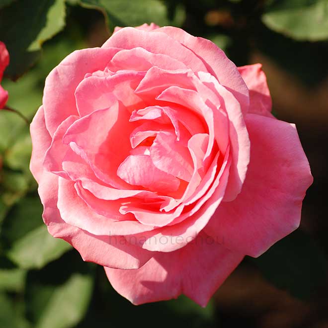 バラ 芳純
｜花の手帖の薔薇図鑑