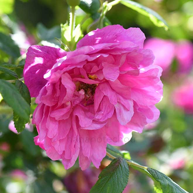 バラ 豊華｜花の手帖の薔薇図鑑