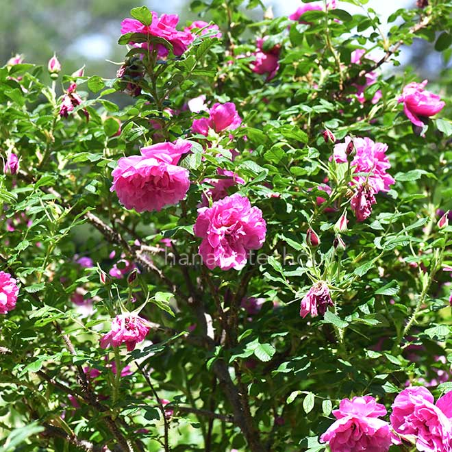 バラ 豊華｜花の手帖の薔薇図鑑