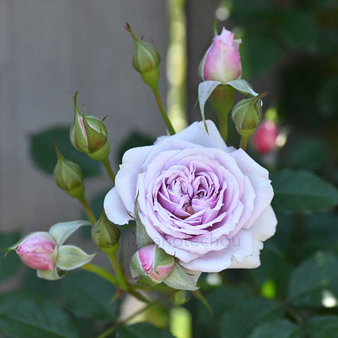 バラ ハウス テン ボス｜花の手帖の薔薇図鑑