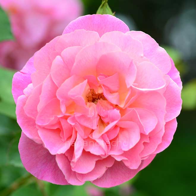 バラ ハイド ホール｜花の手帖の薔薇図鑑