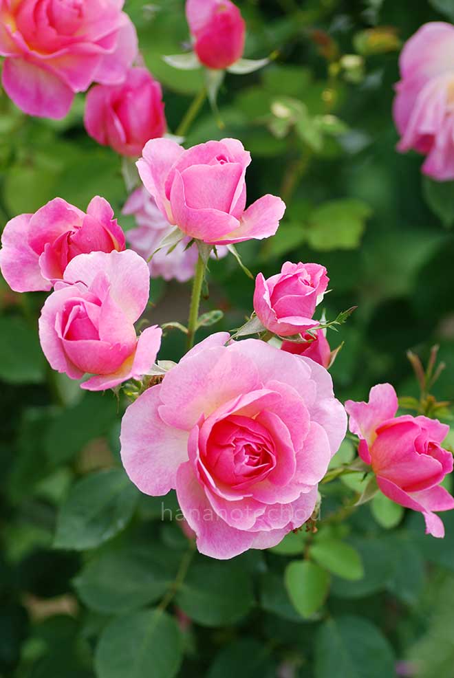 バラ ハイド ホール｜花の手帖の薔薇図鑑