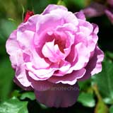 バラ フェルゼン伯爵｜花の手帖の薔薇図鑑