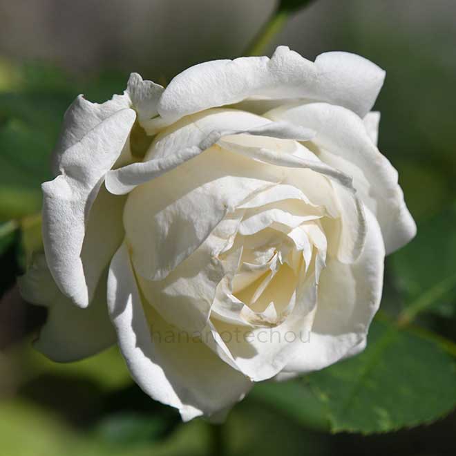 バラ パロマ ブランカ｜花の手帖の薔薇図鑑