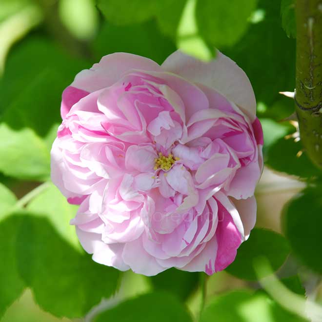 バラ パナシェ ドルレアン｜花の手帖の薔薇図鑑