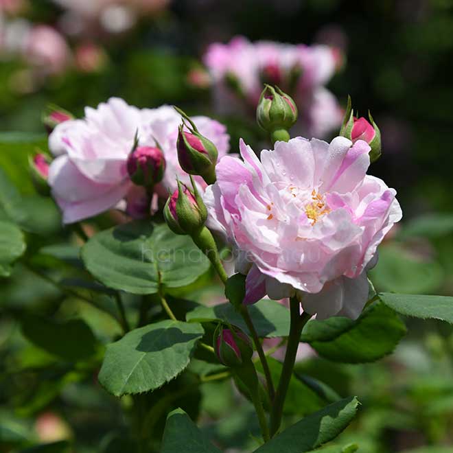 バラ パナシェ ドルレアン｜花の手帖の薔薇図鑑