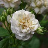 バラ パニエ｜花の手帖の薔薇図鑑