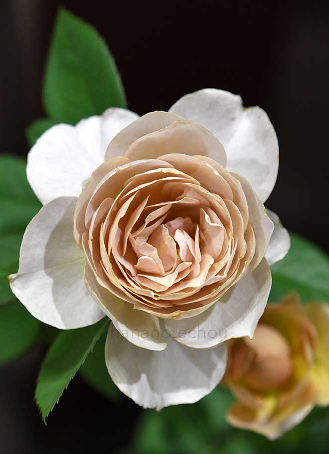 バラ パニエ｜花の手帖の薔薇図鑑