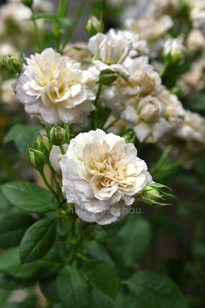 バラ パニエ｜花の手帖の薔薇図鑑
