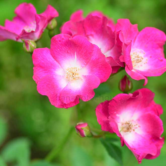 バラ パパ エメレイ｜花の手帖の薔薇図鑑