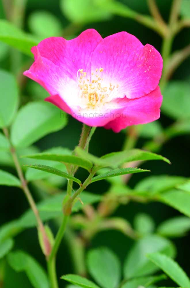 バラ パパ エメレイ｜花の手帖の薔薇図鑑