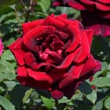 バラ ザ マッカートニー ローズ｜花の手帖の薔薇図鑑