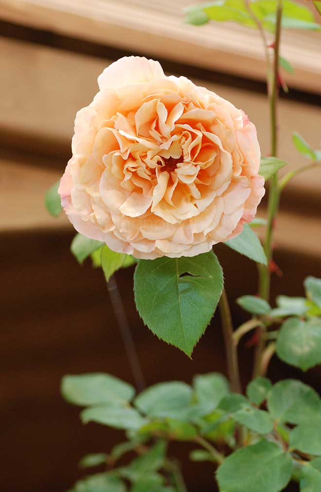 バラ パピ デルバール｜花の手帖の薔薇図鑑