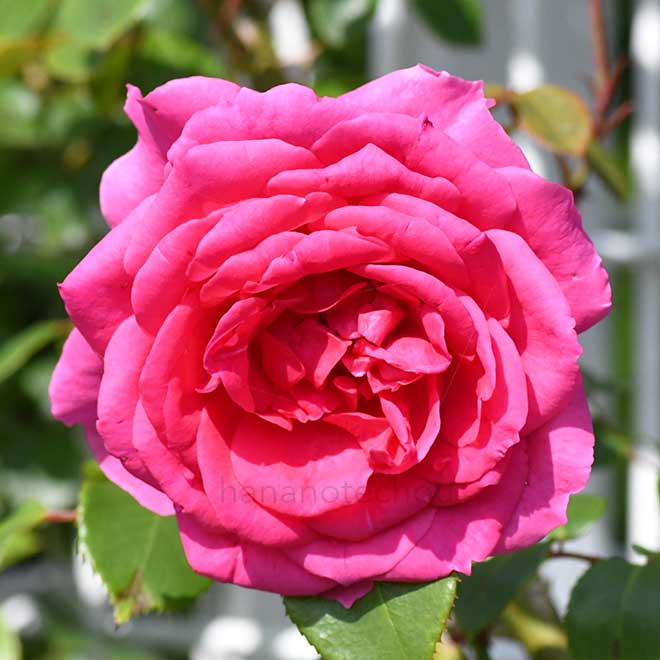 バラ パレード｜花の手帖の薔薇図鑑