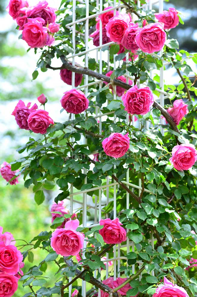 バラ パレード｜花の手帖の薔薇図鑑