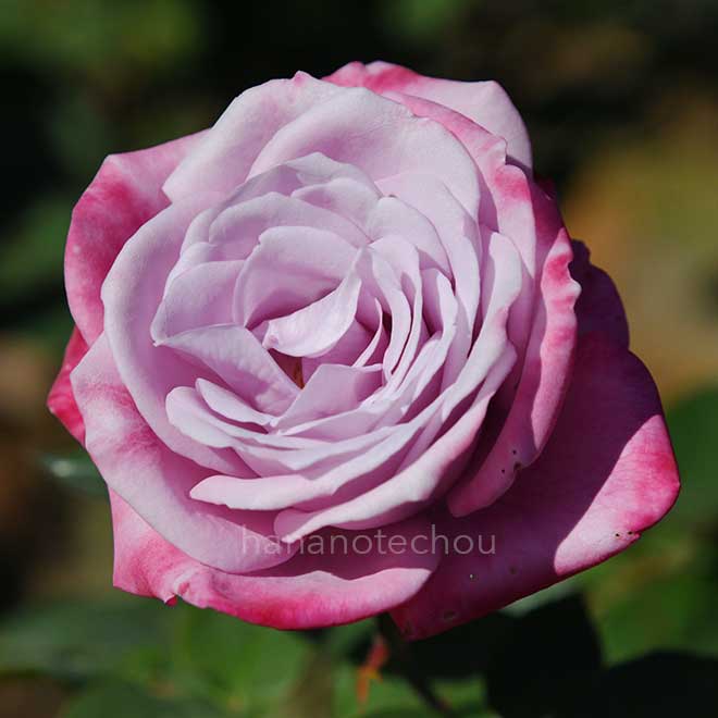 バラ パラダイス｜花の手帖の薔薇図鑑