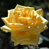 バラ ソニア｜花の手帖の薔薇図鑑