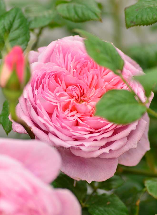 バラ パーク デ ラ ベル｜花の手帖の薔薇図鑑