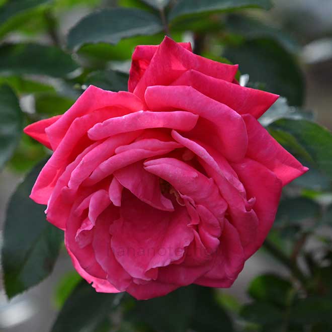 バラ パリ マッチ｜花の手帖の薔薇図鑑