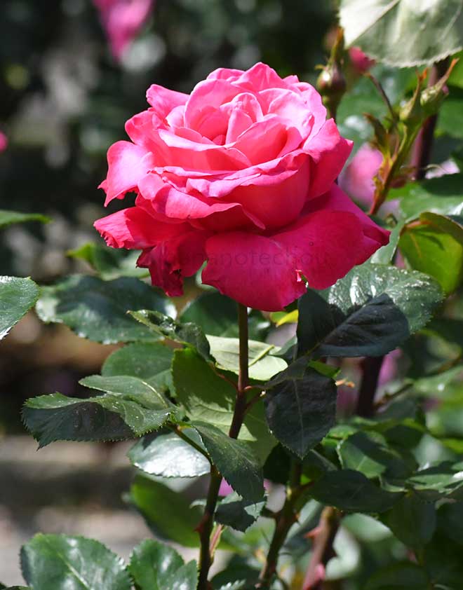 バラ パリ マッチ｜花の手帖の薔薇図鑑