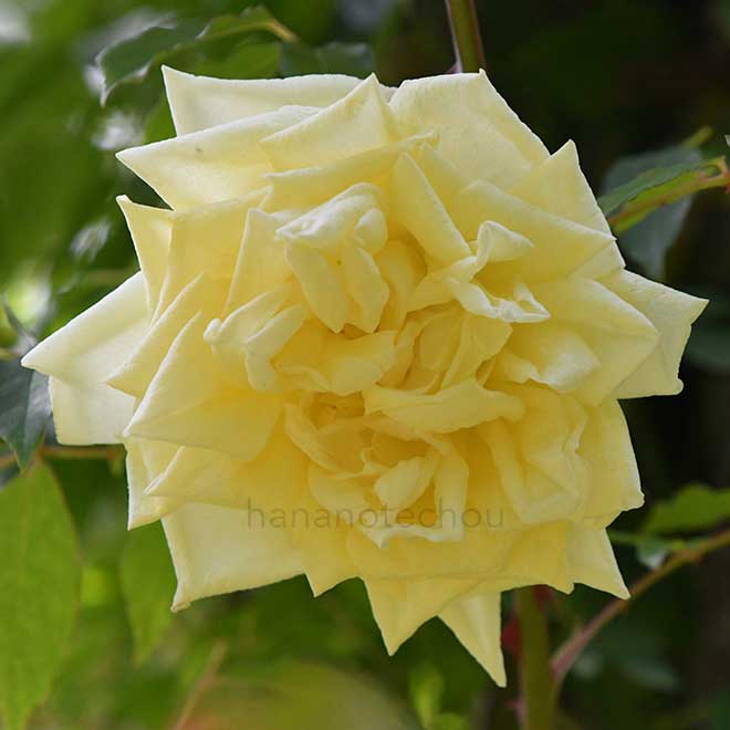 バラ パークス イエロー ティーセンティッド チャイナ｜花の手帖の薔薇図鑑