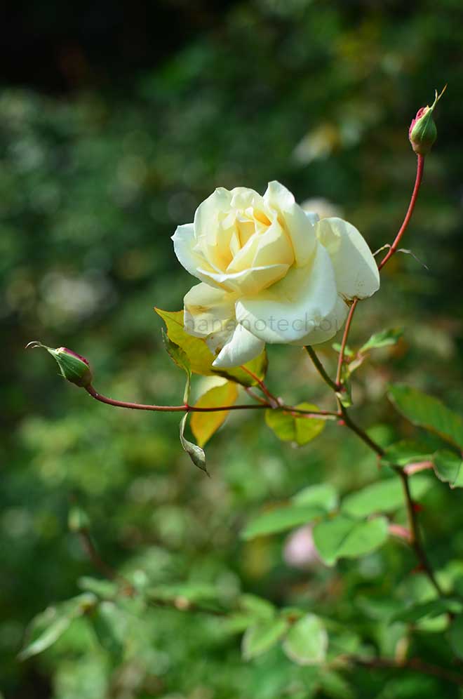 バラ パークス イエロー ティーセンティッド チャイナ｜花の手帖の薔薇図鑑