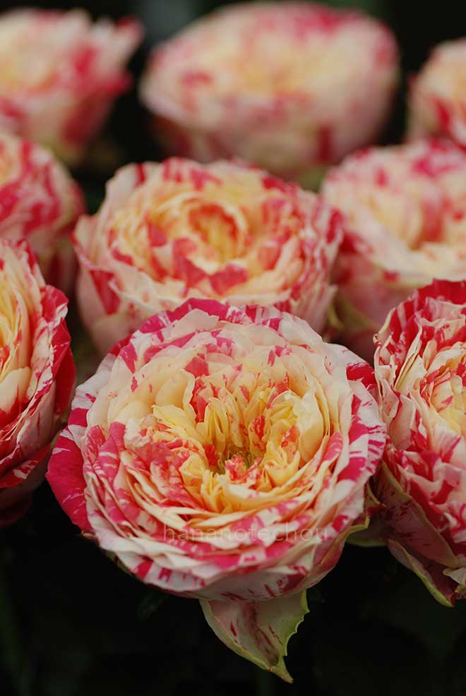 バラ パーティ ラナンキュラ｜花の手帖の薔薇図鑑