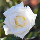 バラ パスカリ｜花の手帖の薔薇図鑑