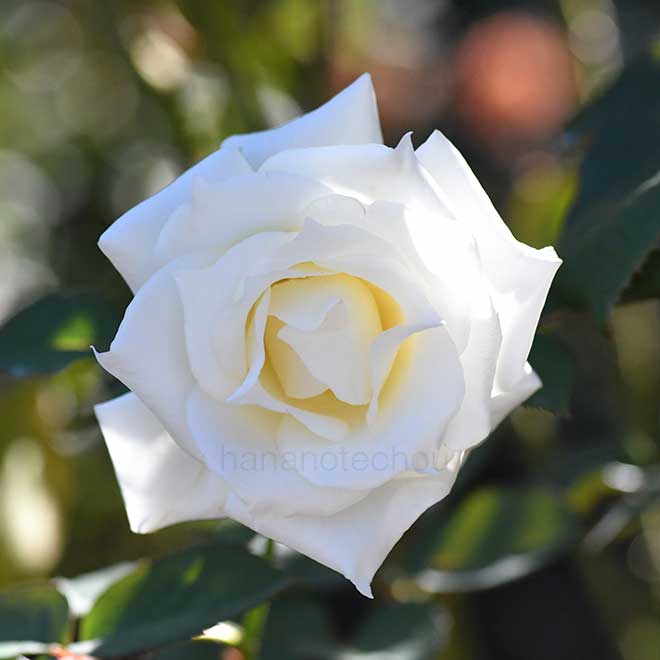 バラ パスカリ｜花の手帖の薔薇図鑑