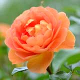 バラ パットオースチン｜花の手帖の薔薇図鑑