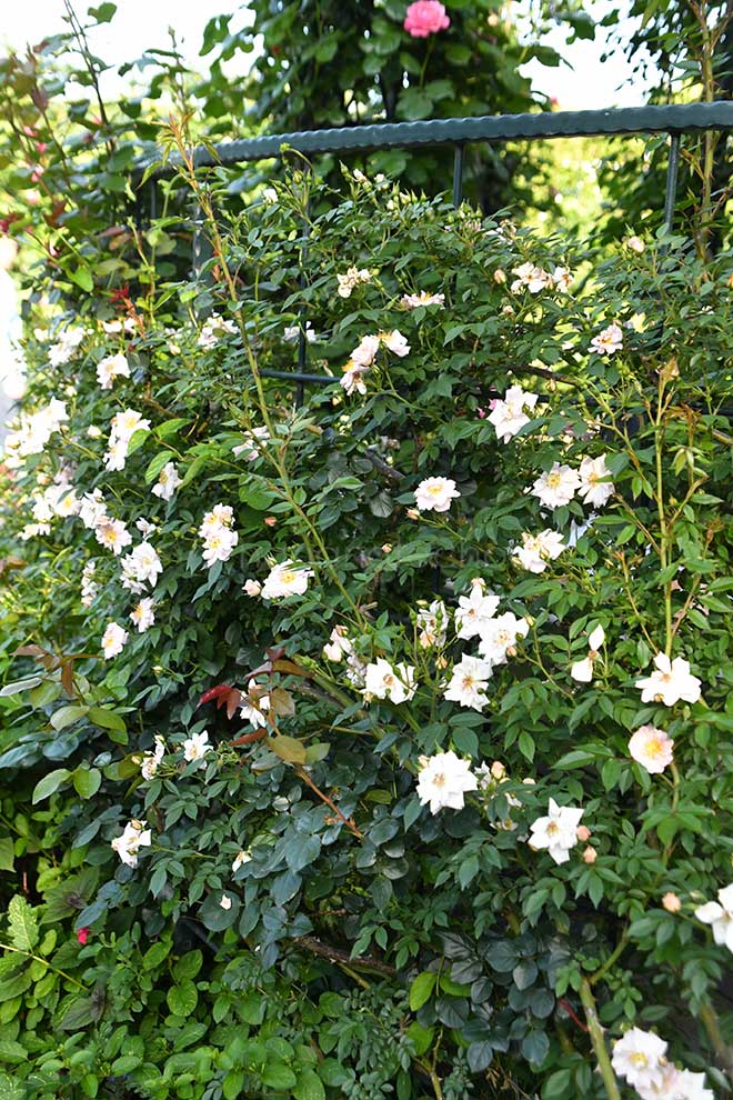 バラ パティオ ハニー｜花の手帖の薔薇図鑑