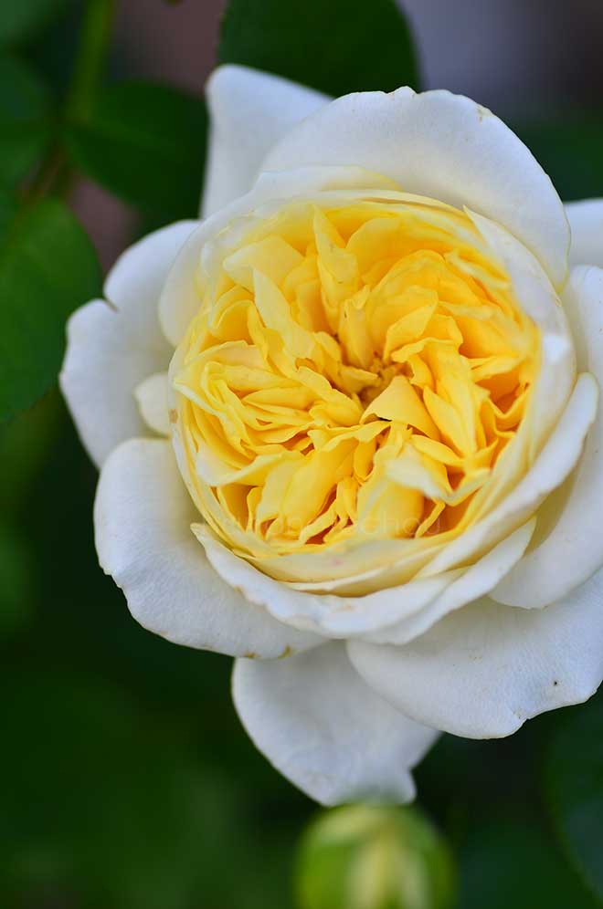 バラ パトリシア ケント｜花の手帖の薔薇図鑑