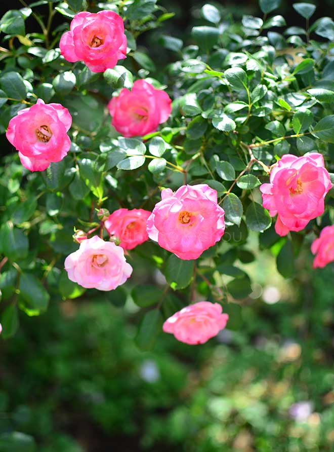 バラ パット ドゥ ブルール｜花の手帖の薔薇図鑑