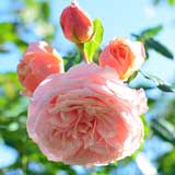 バラ ポールボキューズ｜花の手帖の薔薇図鑑