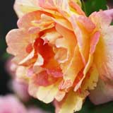 バラ ポール セザンヌ｜花の手帖の薔薇図鑑